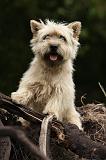 CAIRN TERRIER 382
